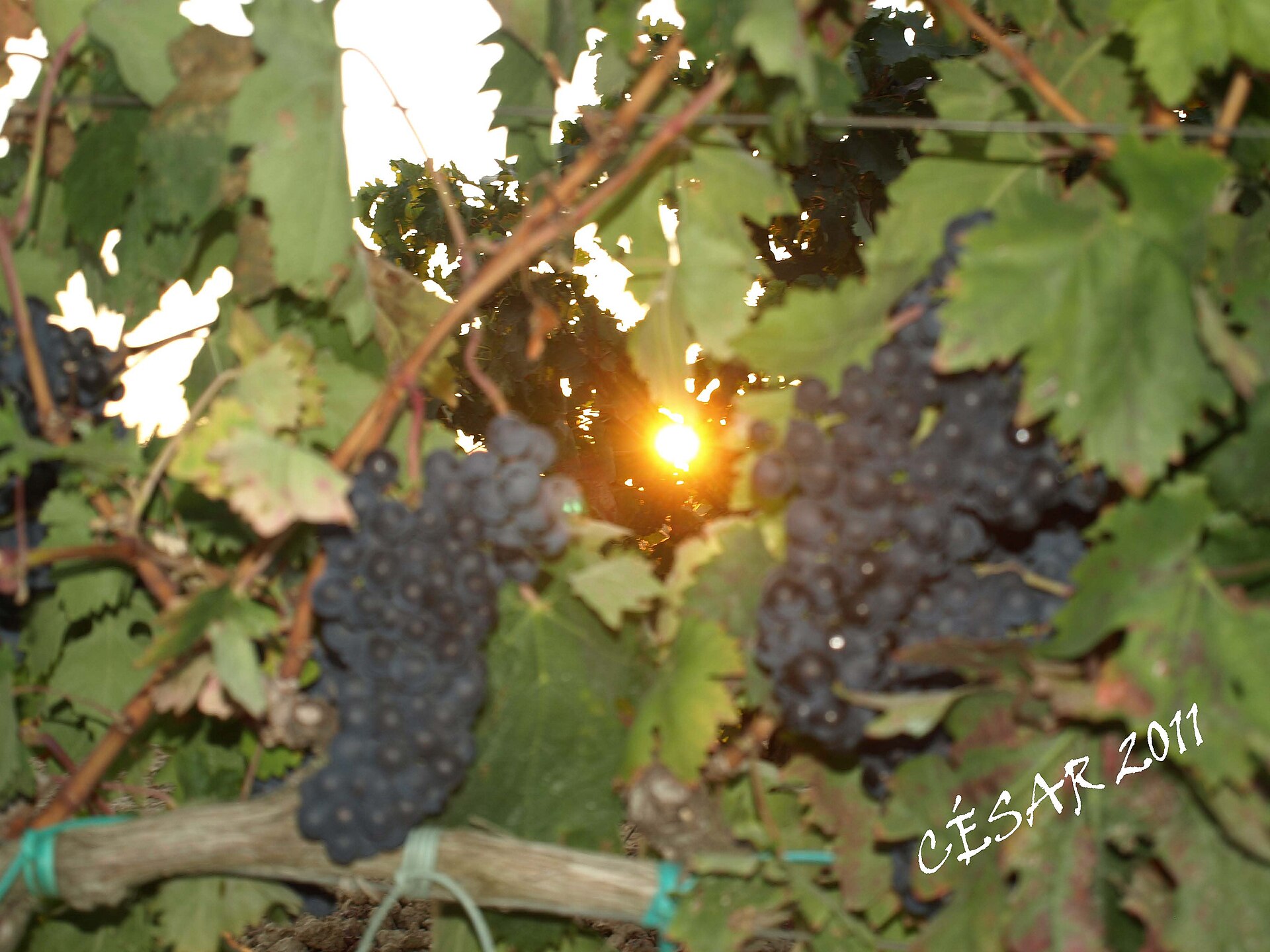 Viñedos de Haro en verano ascendiendo hacia la Sierra de Cantabria, con las bodegas centenarias del Barrio de la Estación al fondo del valle del Ebro