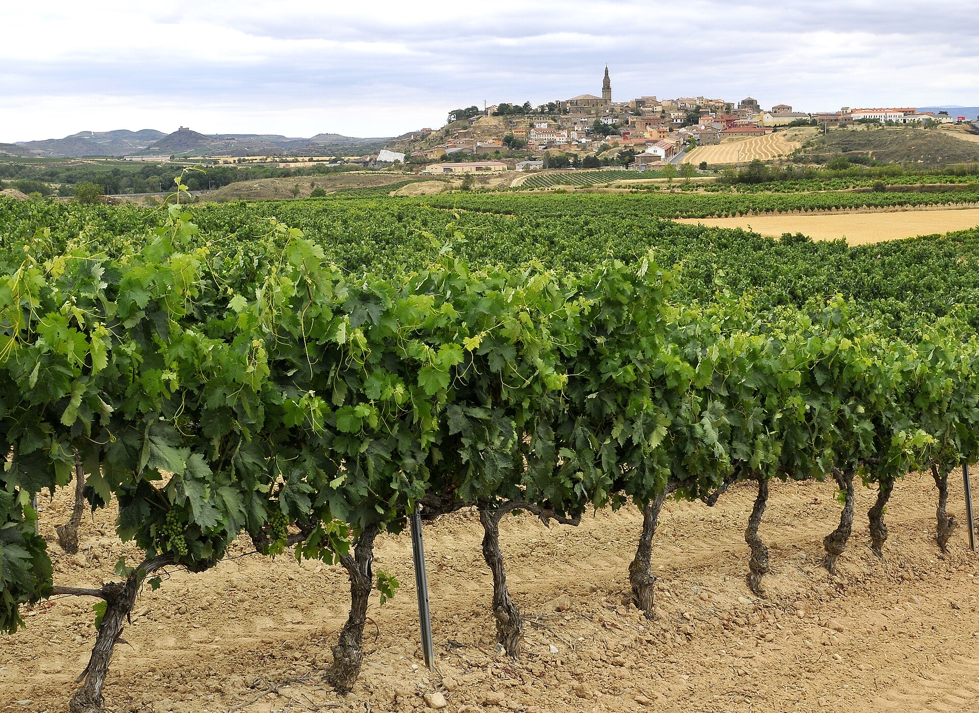 Briones sobre su cerro, con la torre de la iglesia de la Asunción, visto desde un viñedo de tempranillo en Rioja Alta, cerca de Haro