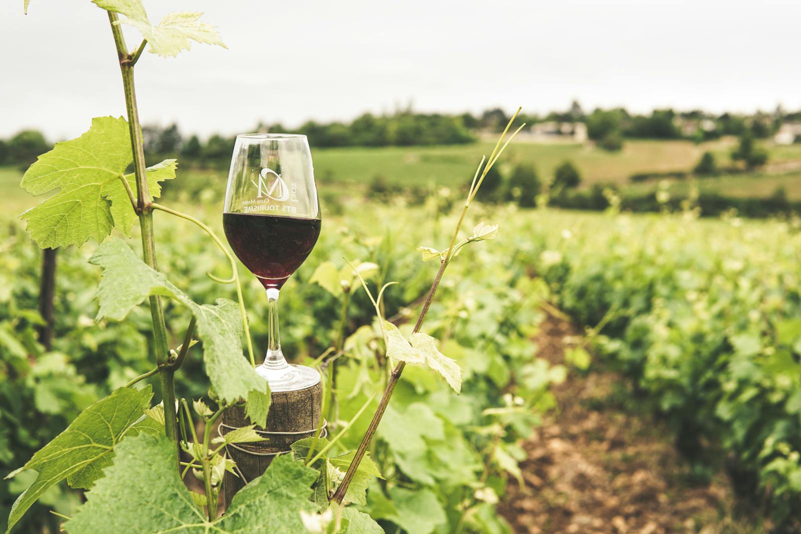 Las Mejores Experiencias de Enoturismo de Lujo en La Rioja
