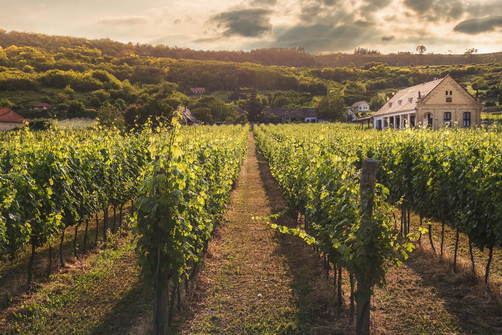 Hileras de viñedo al atardecer con una casa señorial al fondo en un paisaje de La Rioja