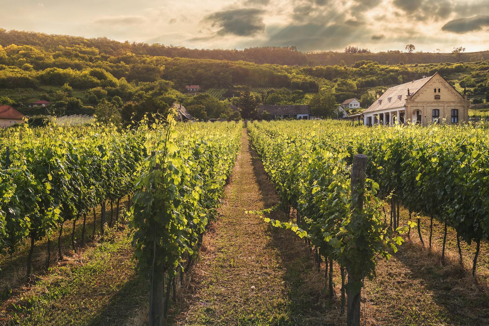 Las Mejores Experiencias de Enoturismo de Lujo en La Rioja
