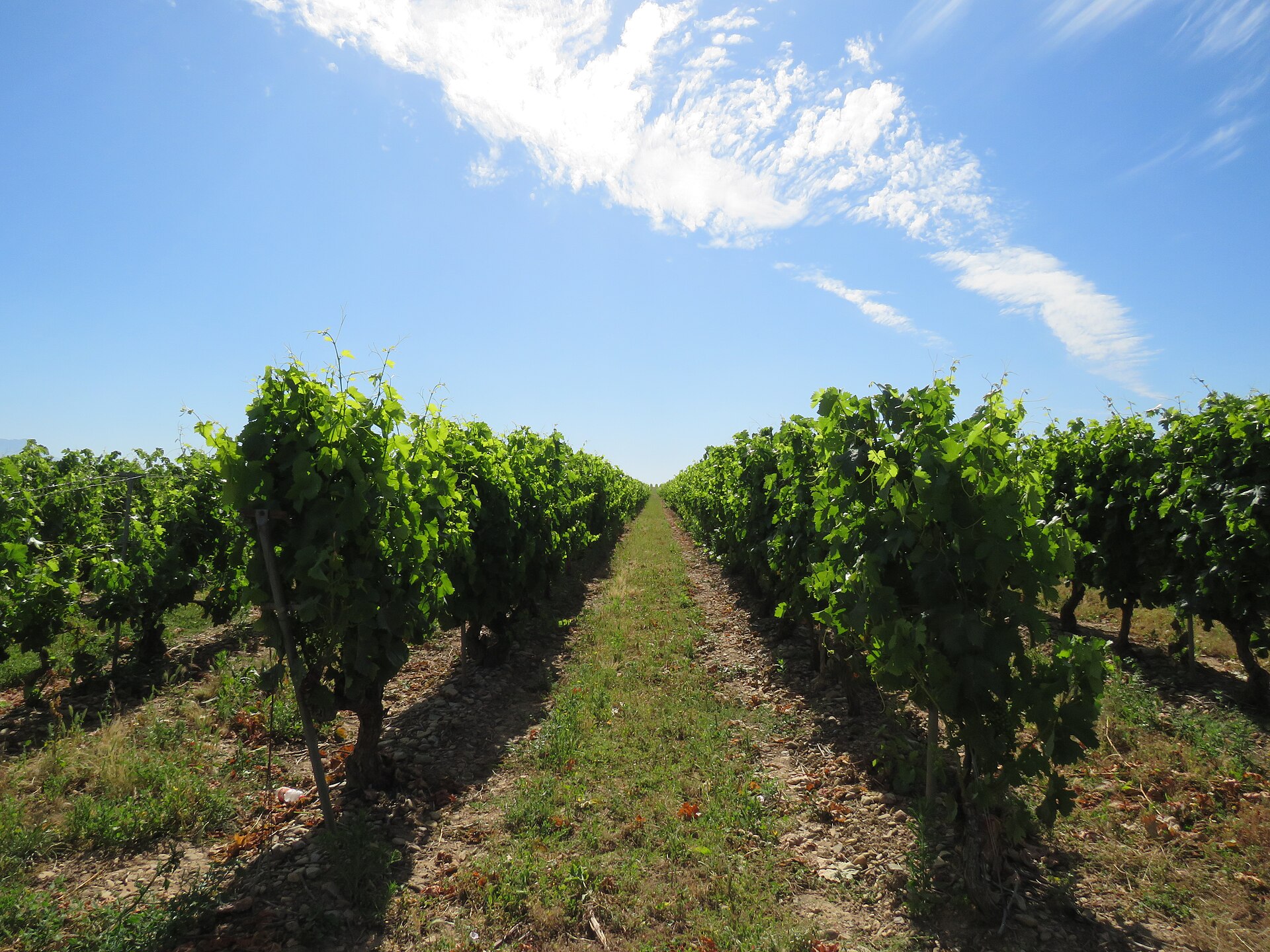 Enoturismo de Lujo en La Rioja Mes a Mes: la Experiencia Adecuada para Cada Temporada