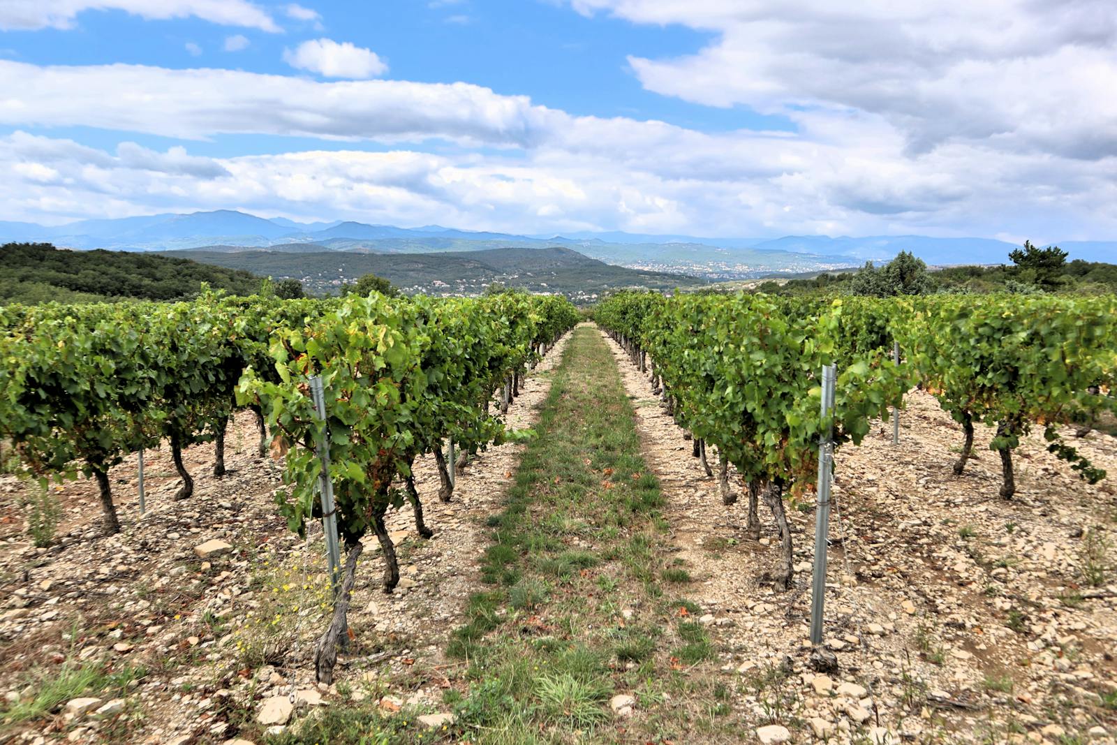 Junio en La Rioja: Fiestas del Vino, Bodegas y el Mes Más Luminoso desde Palacio de Manzanos