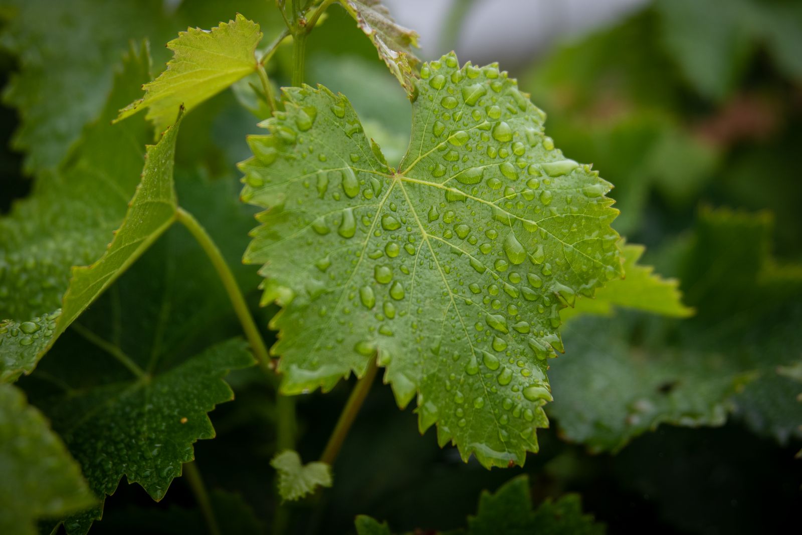Qué Hacer en La Rioja con Niños si Llueve: 8 Planes Cubiertos desde Haro (Guía 2026)