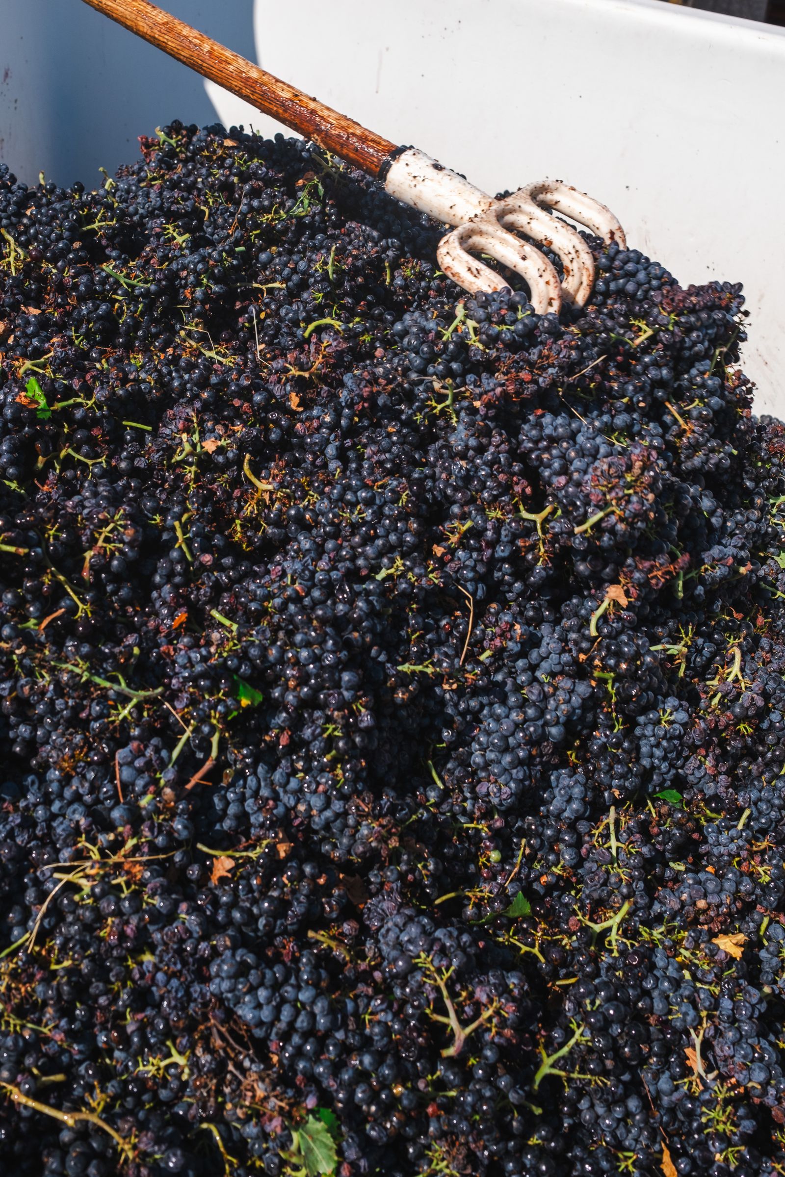 Maceración Carbónica: el Vino de Cosechero de Rioja, Qué Es y Cuándo Probarlo