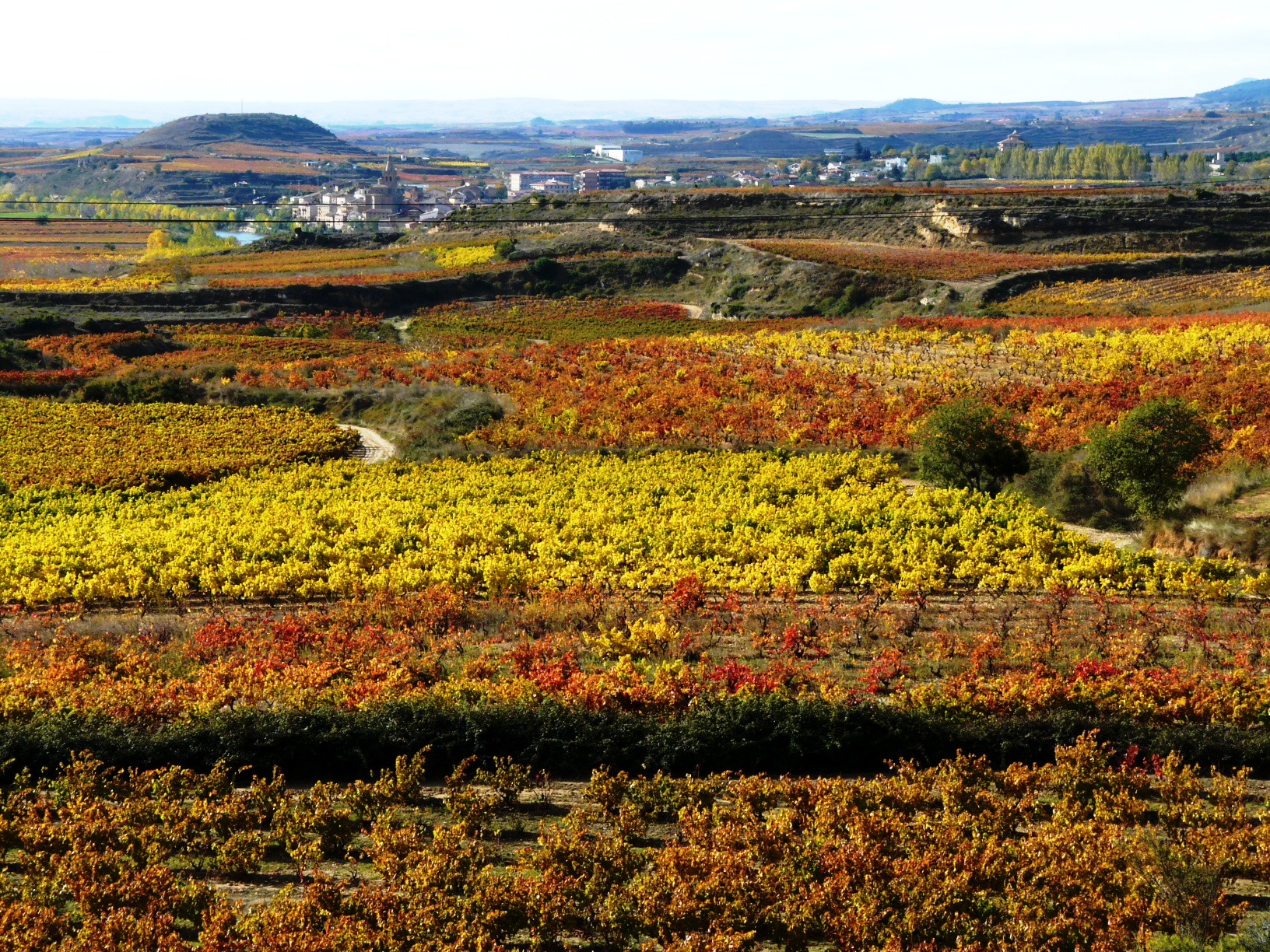 Viñedos en otoño con hojas rojas, naranjas y amarillas junto a Briñas, con el pueblo y el río Ebro al fondo, a las afueras de Haro en la Rioja Alta