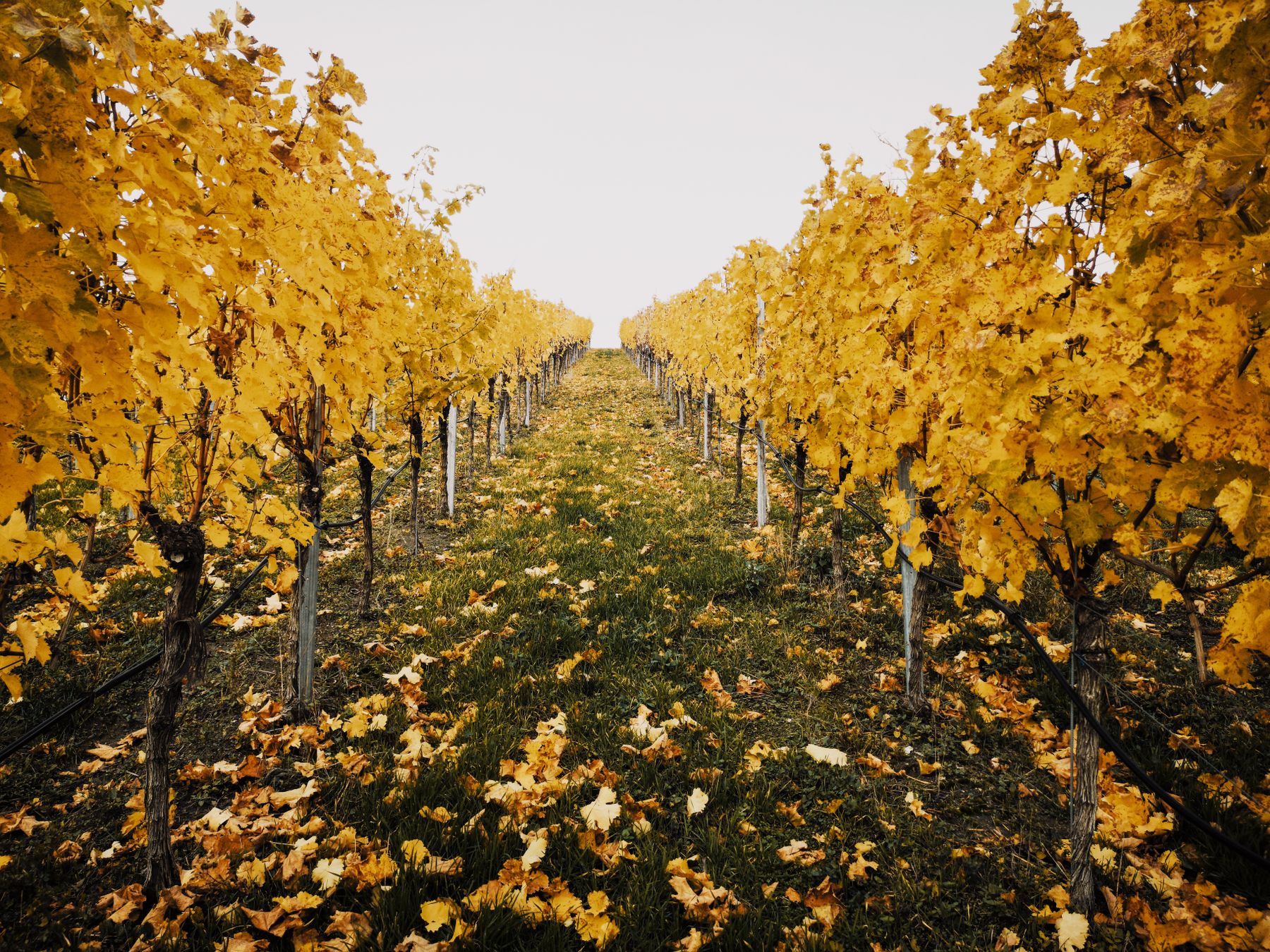 Octubre en La Rioja: el Mes que Empieza Cuando Termina la Vendimia
