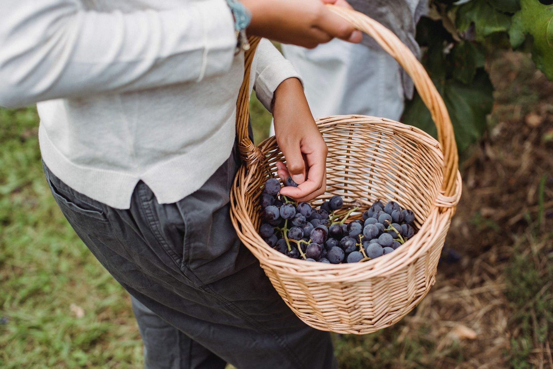 Qué Llevar a la Vendimia en La Rioja: Guía Práctica para tu Primera Cosecha