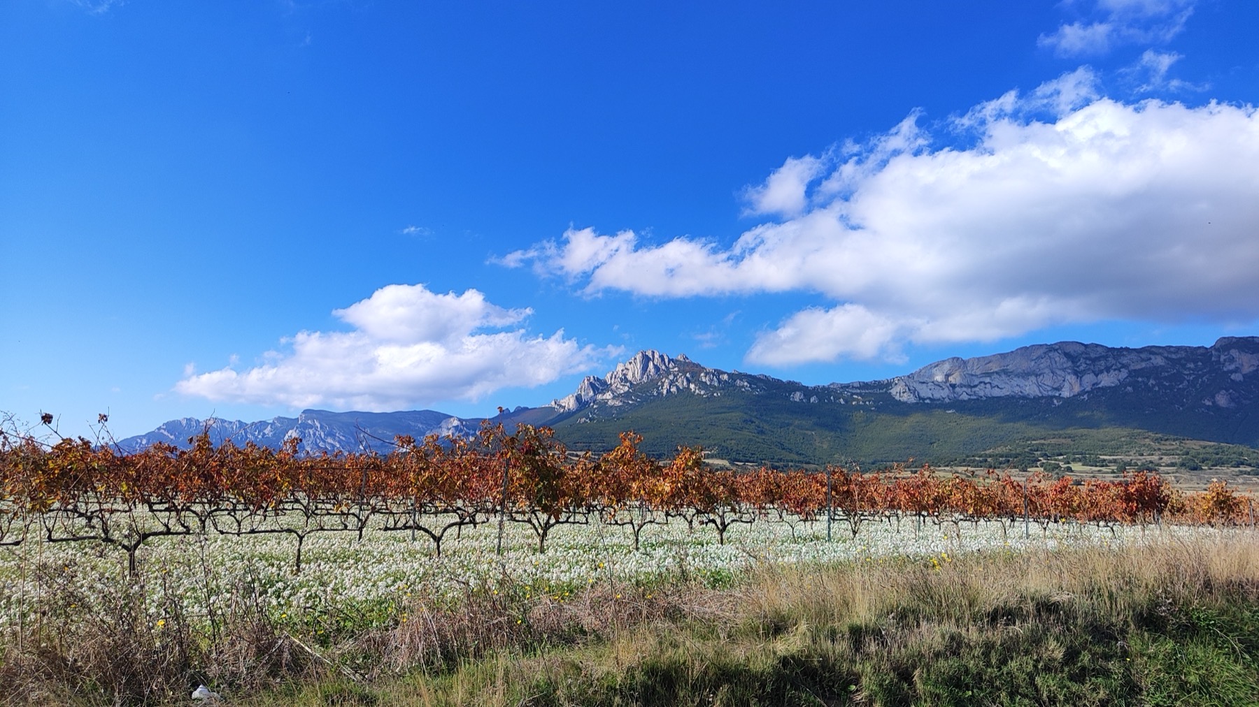 Rioja Alavesa desde Haro: Laguardia, Elciego y los Pueblos de Piedra a 25 Minutos