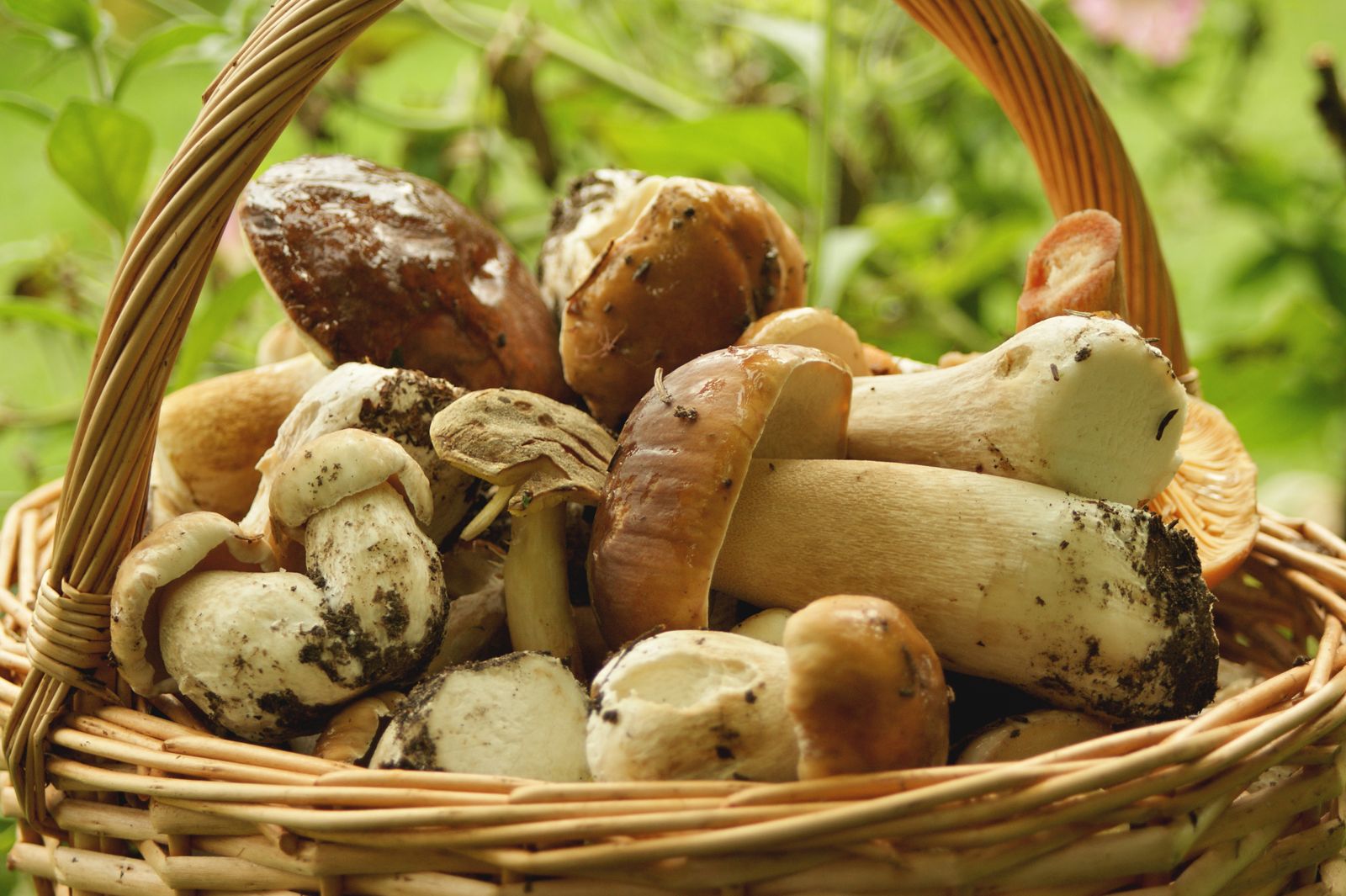 Cesta de mimbre llena de boletus recién recogidos en un bosque, recolección de setas en otoño en La Rioja