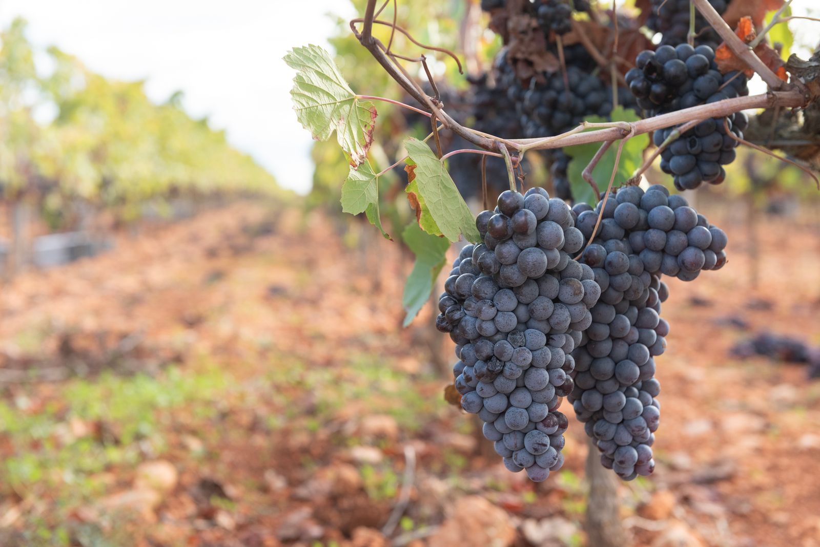 Racimos de uva tinta madura colgando de la cepa sobre un suelo arcilloso rojizo en otoño, variedades de uva de Rioja