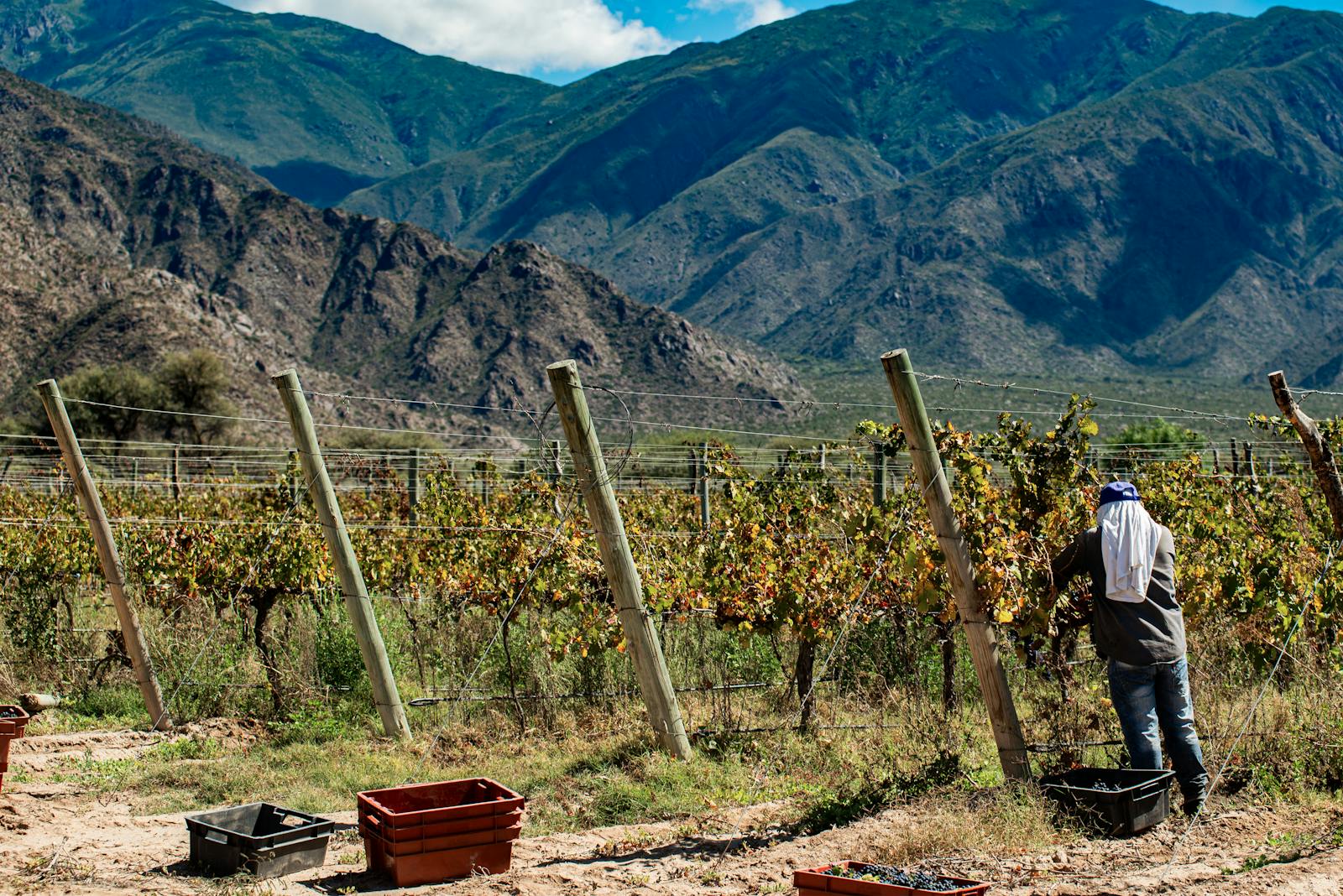 Vendimia 2026 en La Rioja: Cómo Vivir la Cosecha en Exclusiva desde un Palacio del Siglo XVIII