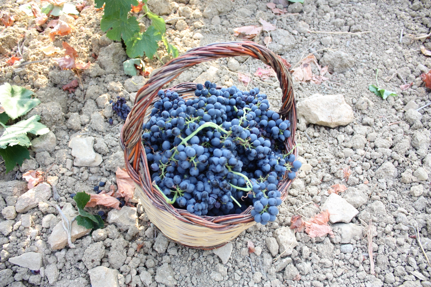 Vendimia de Lujo en La Rioja: la Experiencia Privada más Exclusiva del Otoño