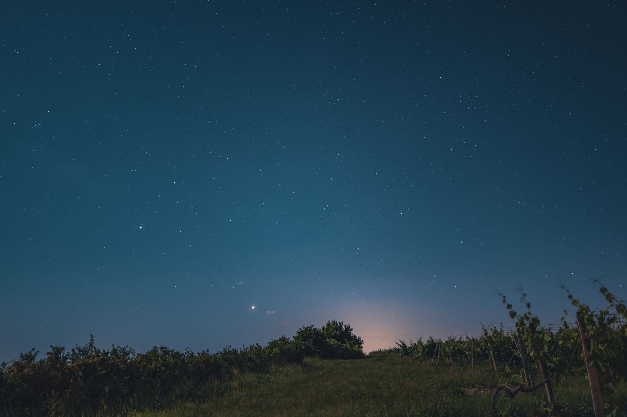 Vendimia Nocturna en La Rioja: por qué la Mejor Uva se Corta a las Cuatro de la Mañana