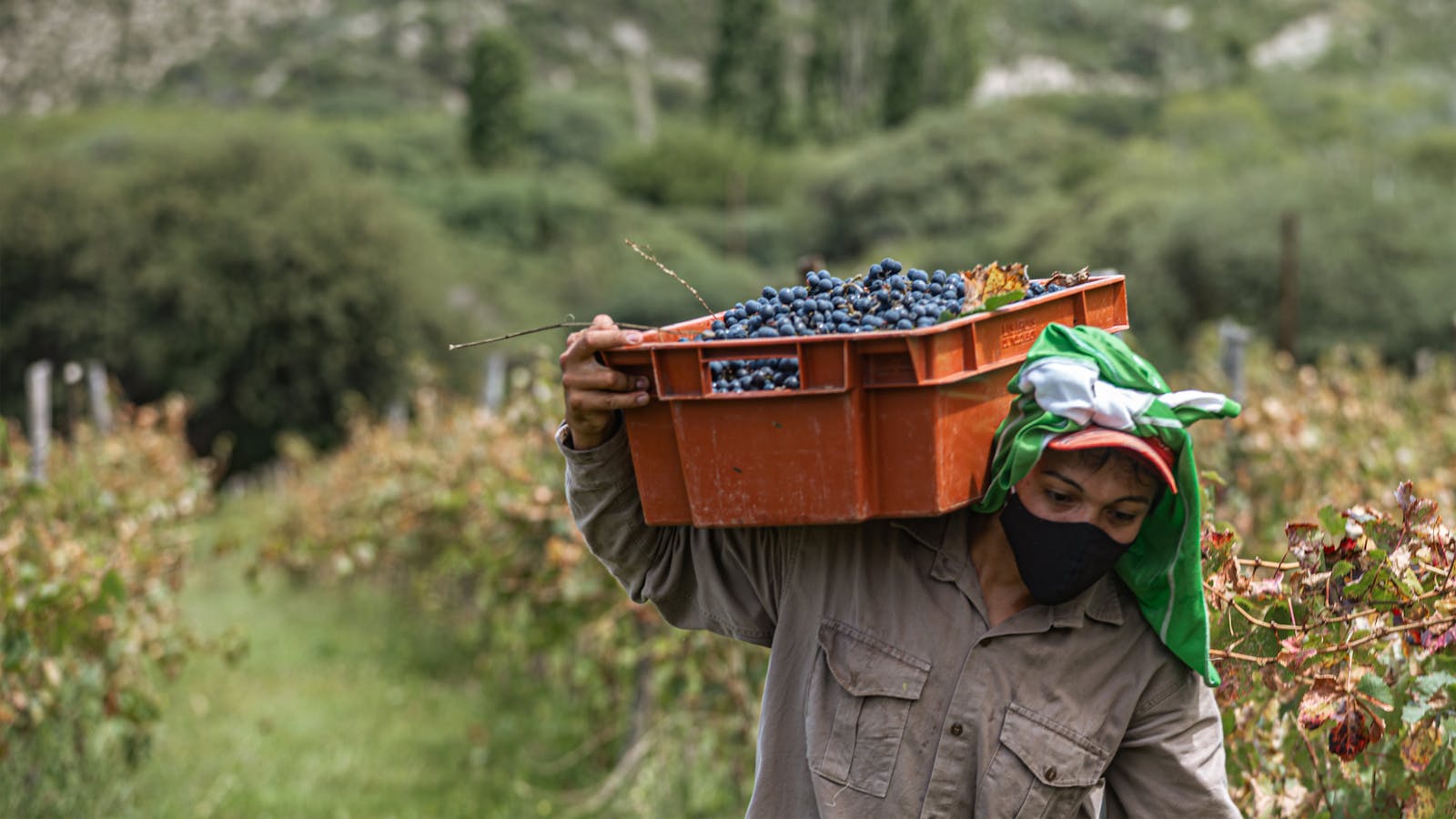 Vendimia en La Rioja: la Experiencia Más Exclusiva del Otoño Español