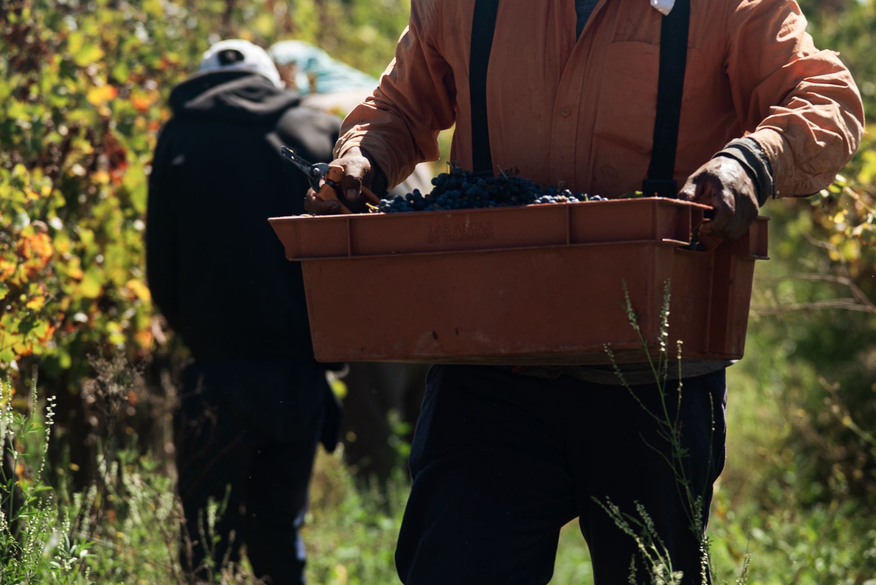 Offsite de Empresa en Vendimia: la Mejor Ventana del Año para Llevar a tu Equipo a La Rioja