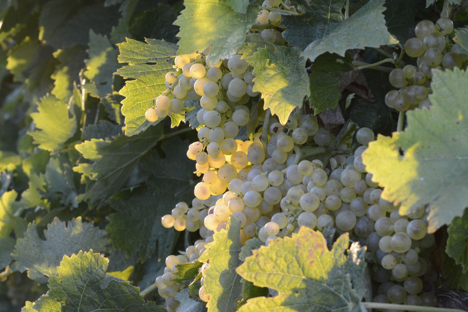 Racimos de uva blanca madura entre hojas de parra iluminados por el sol de la tarde, uva para vino blanco de Rioja